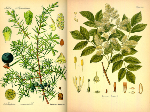 Planche botanique de genévrier